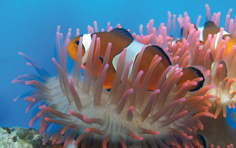 L’Acquario di Genova riapre le porte ai visitatori giovedì 28 maggio