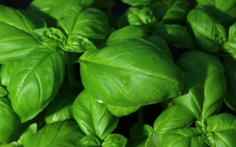 Liguria Agricoltura in Piazza – Mercato di Terra e di Mare