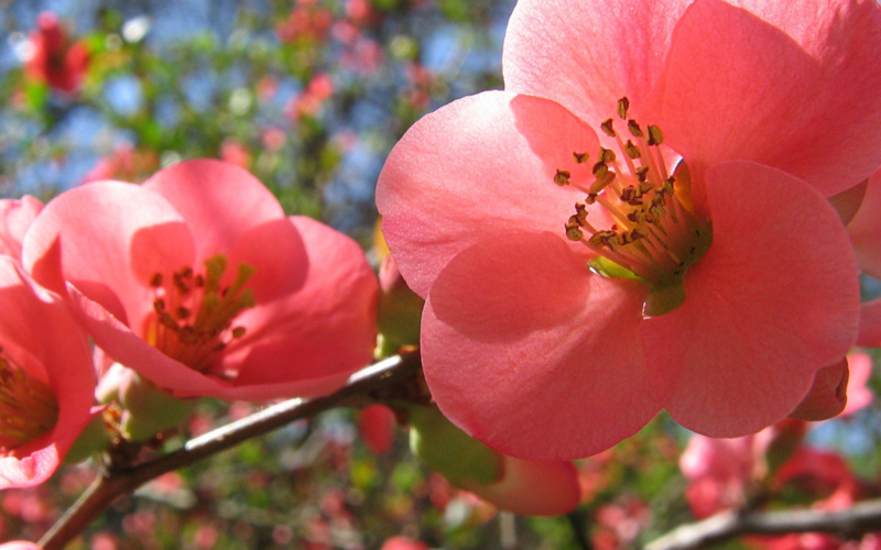 EUROFLORA 2025, RITORNO AL FUTURO