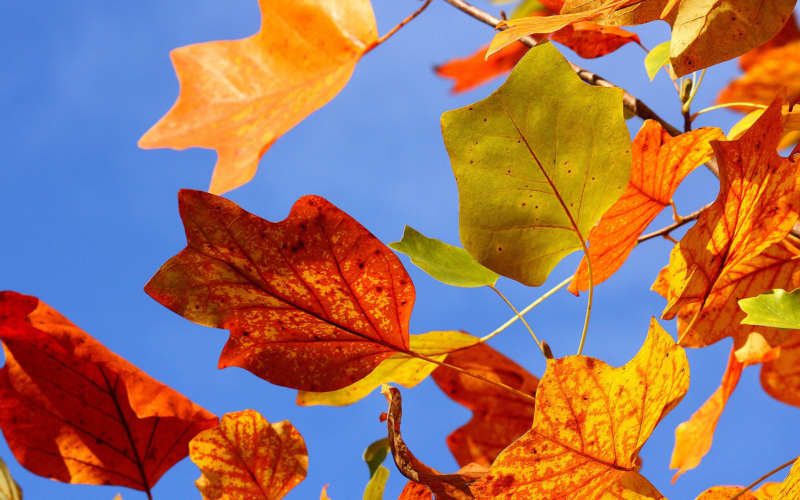 Vivere l’autunno in Porto Antico: gli eventi di ottobre