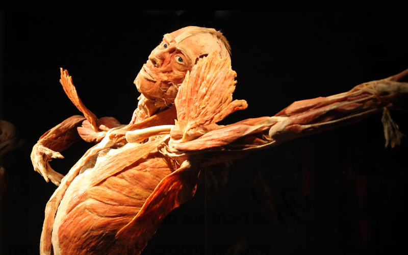 BODY WORLDS vista con gli occhi dei bambini