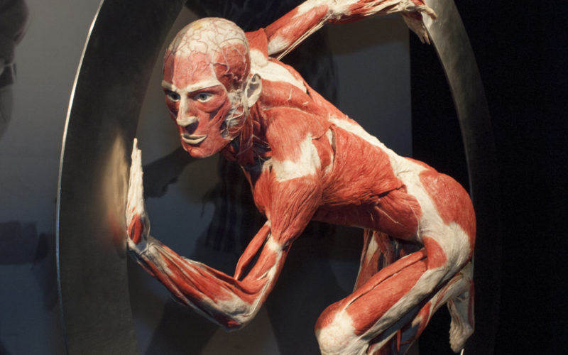 Body Worlds prorogata al 21 agosto 2016