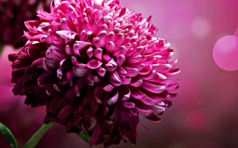 Florint Europa Cup 2016