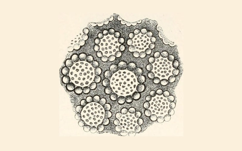 7° Congresso Siapec-Iap