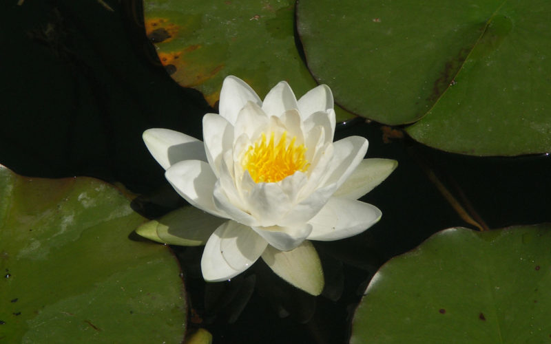 Ritorna Zen-A col Benessere