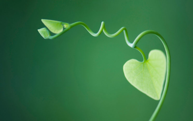 San Valentino: storia minima del simbolo del cuore