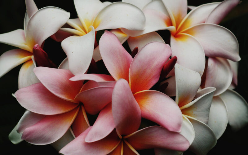 EUROFLORA 2022 – Presentata la XII edizione